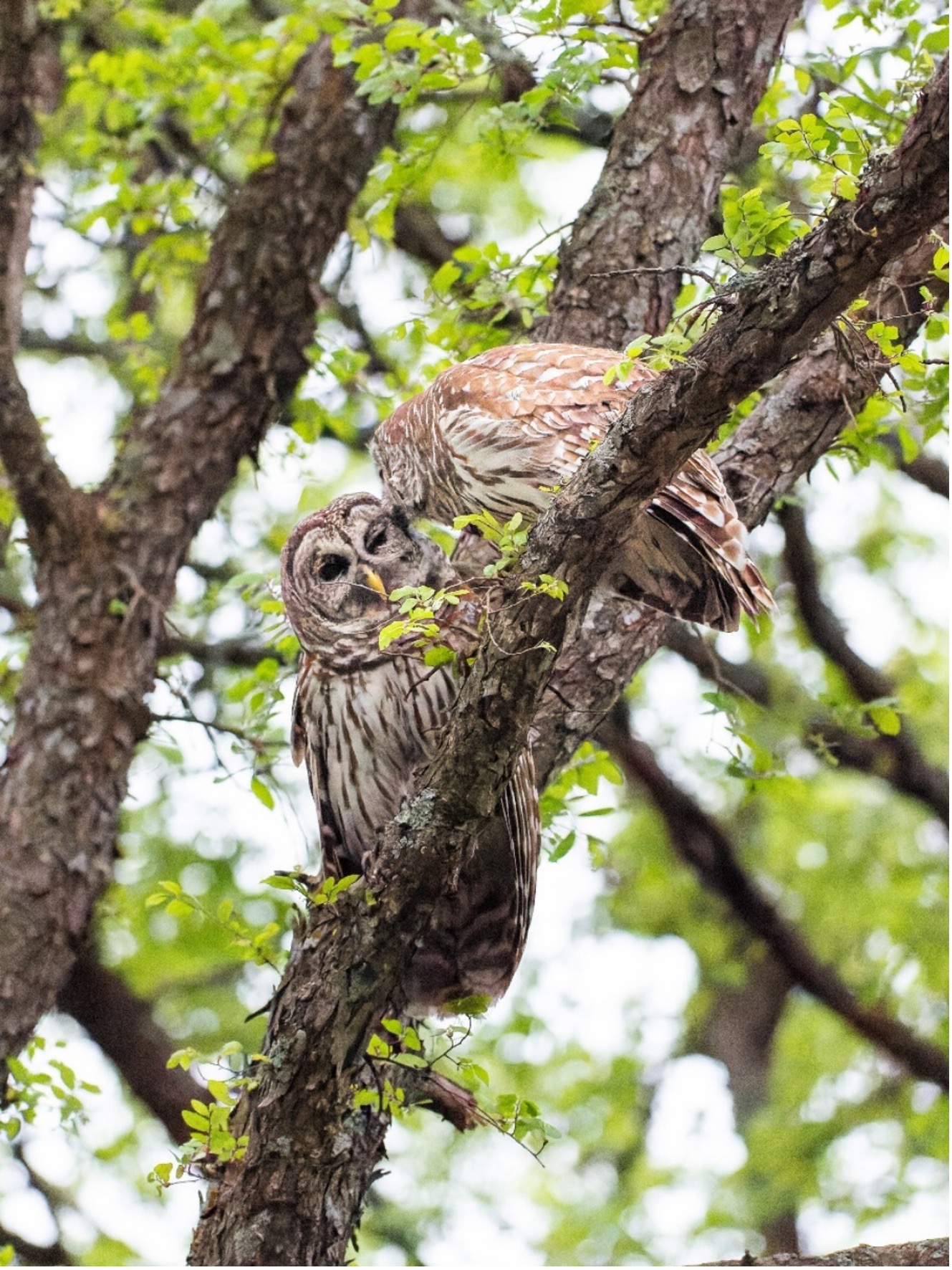 Mating Pair of Barred Owls