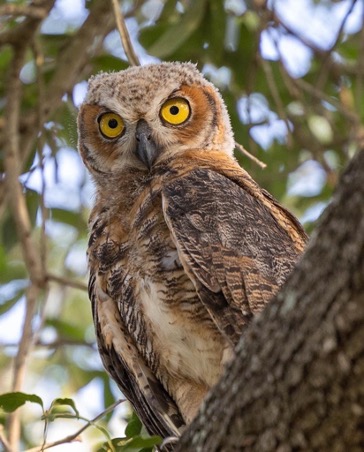 Great-Horned Owl