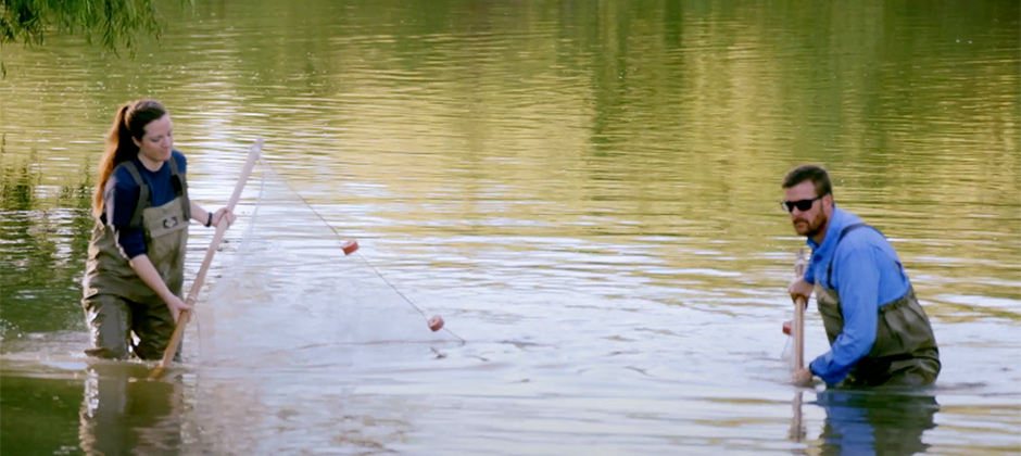 Ecologists working with net in the river