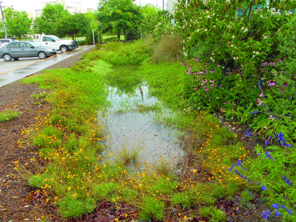 Rainwater garden after a rain