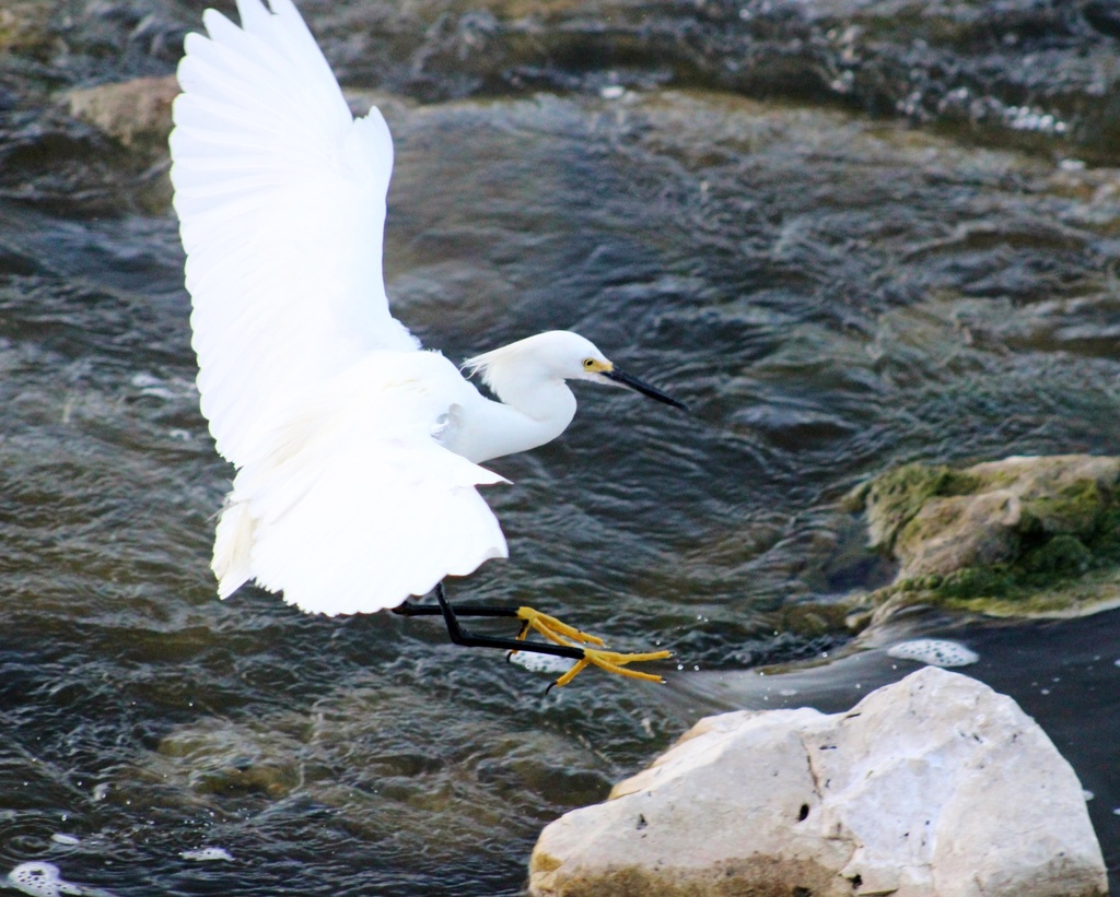 Snowy Egret landing in river
