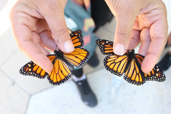 Two Monarch Butterflies held between two hands