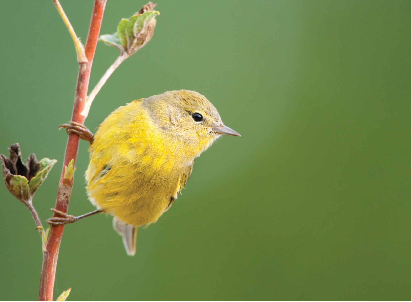 orange-crowned warbler bird