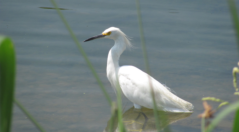 Egret wading in the river