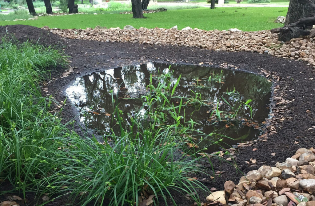 Rain Garden