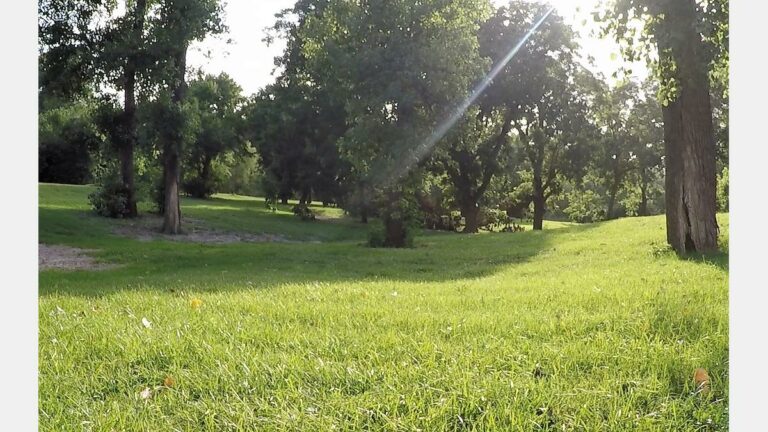 Trees at Graytown Park