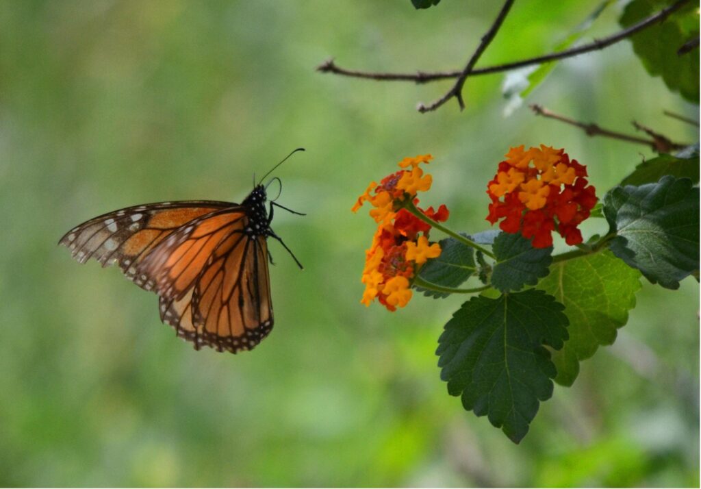 A monarch butterfly approaches a flower to pollinate