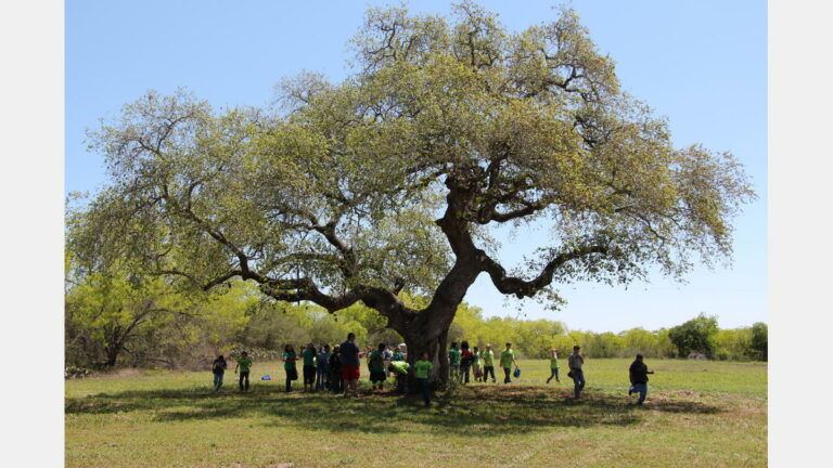 School children visiting Helton Park