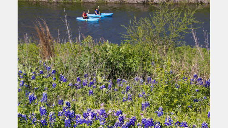 Mission Reach bluebonnets and kayakers