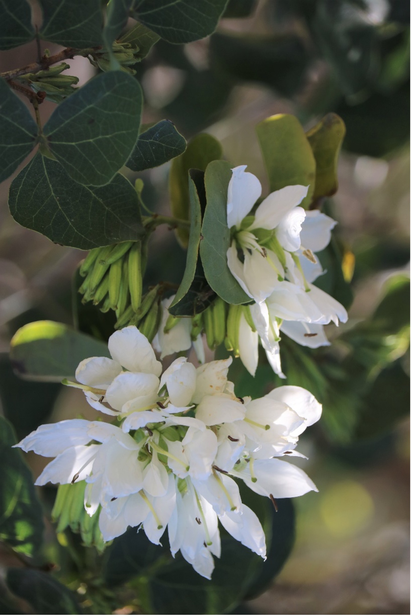 Anacacho orchid tree