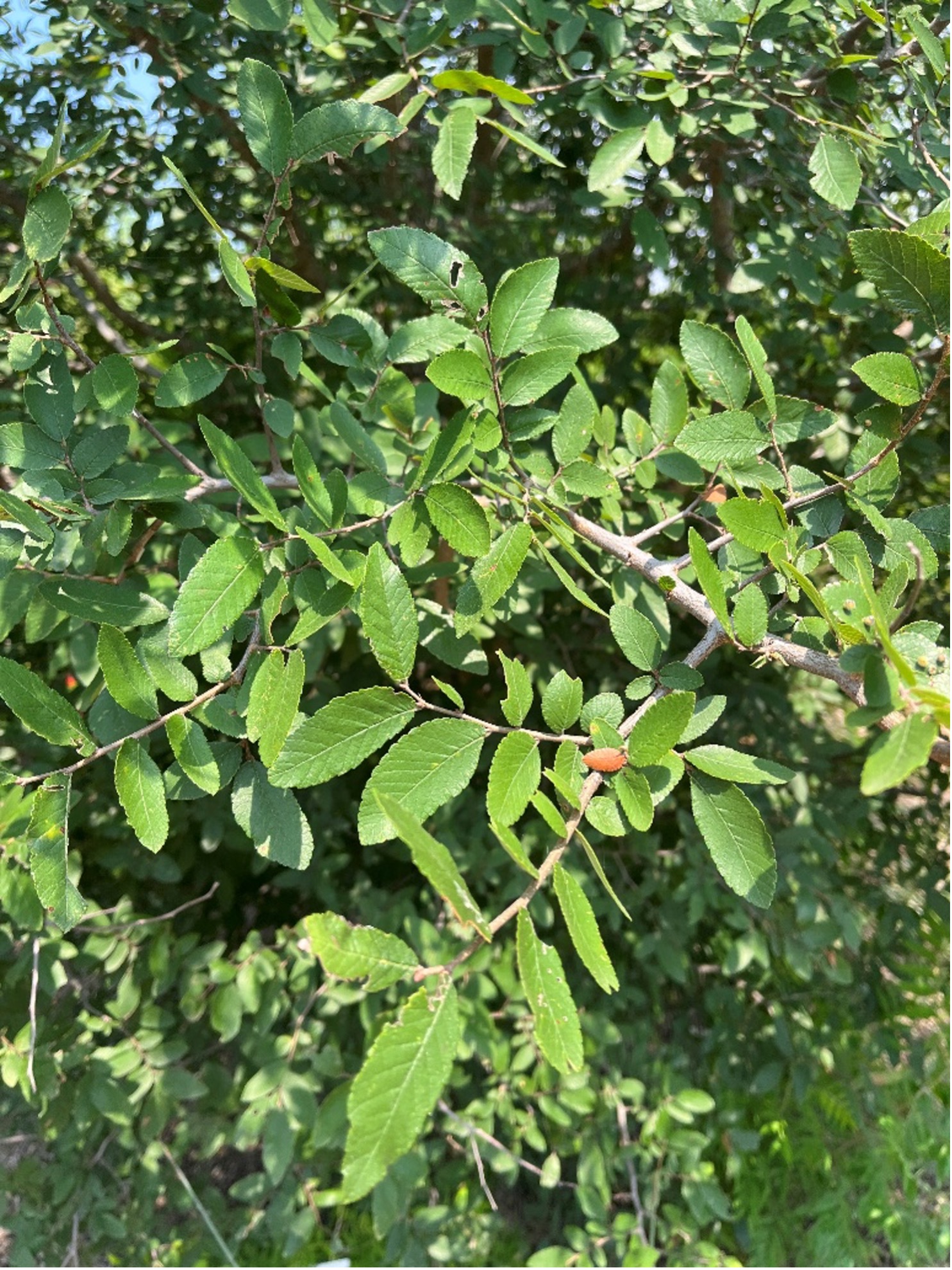 Cedar elm tree