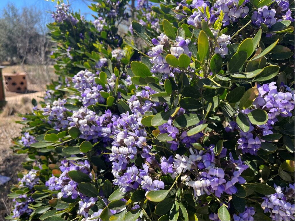 Texas Mountain Laurels