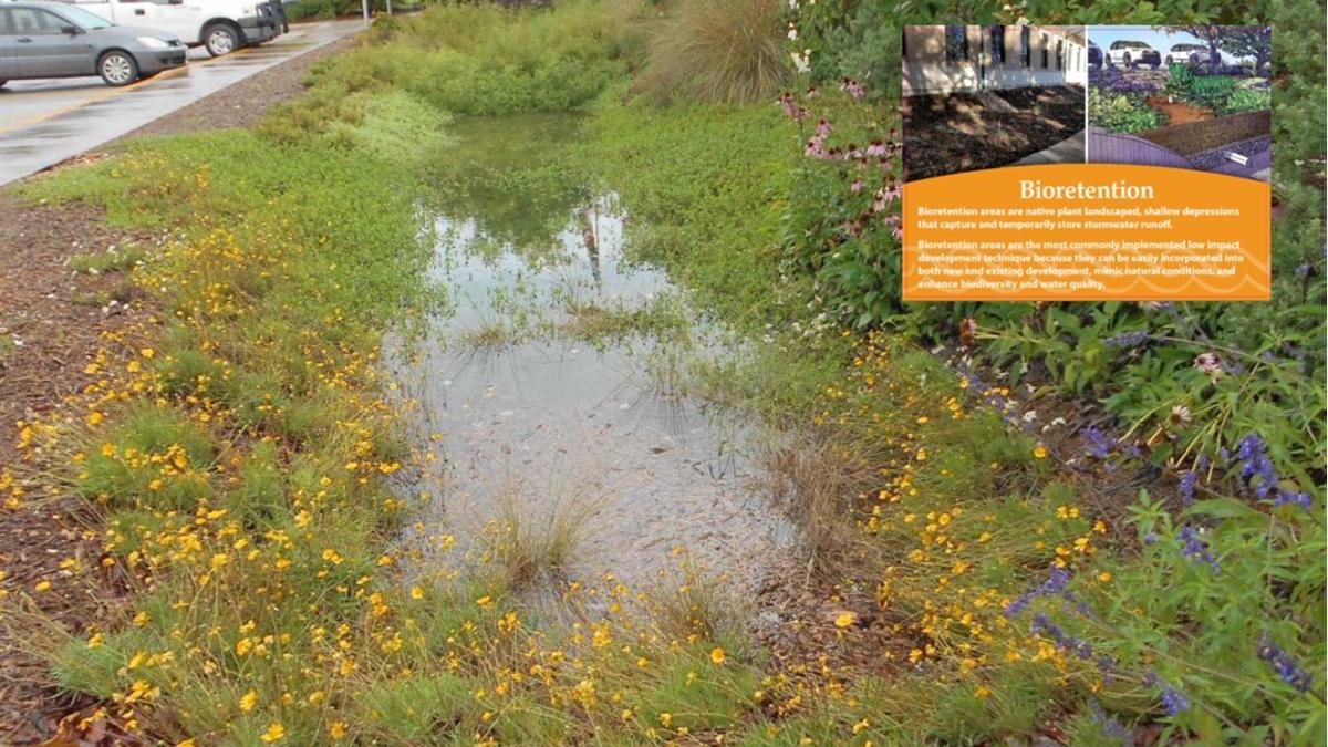 Bioswale during rain