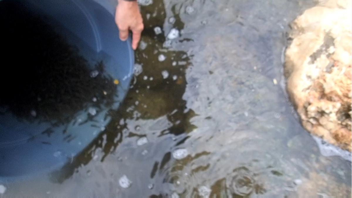 Ecologists releasing fish fry into river