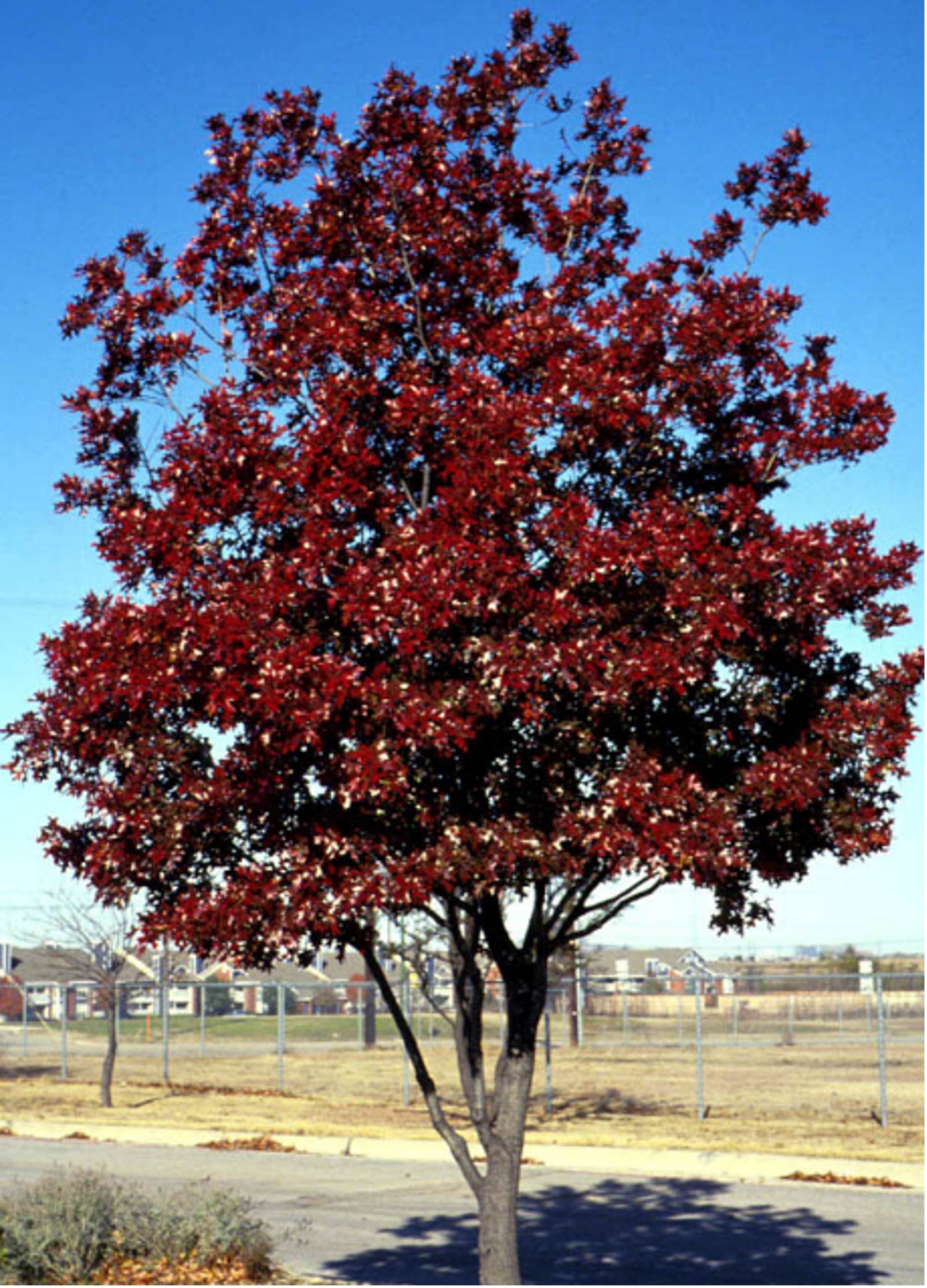 Texas red oak