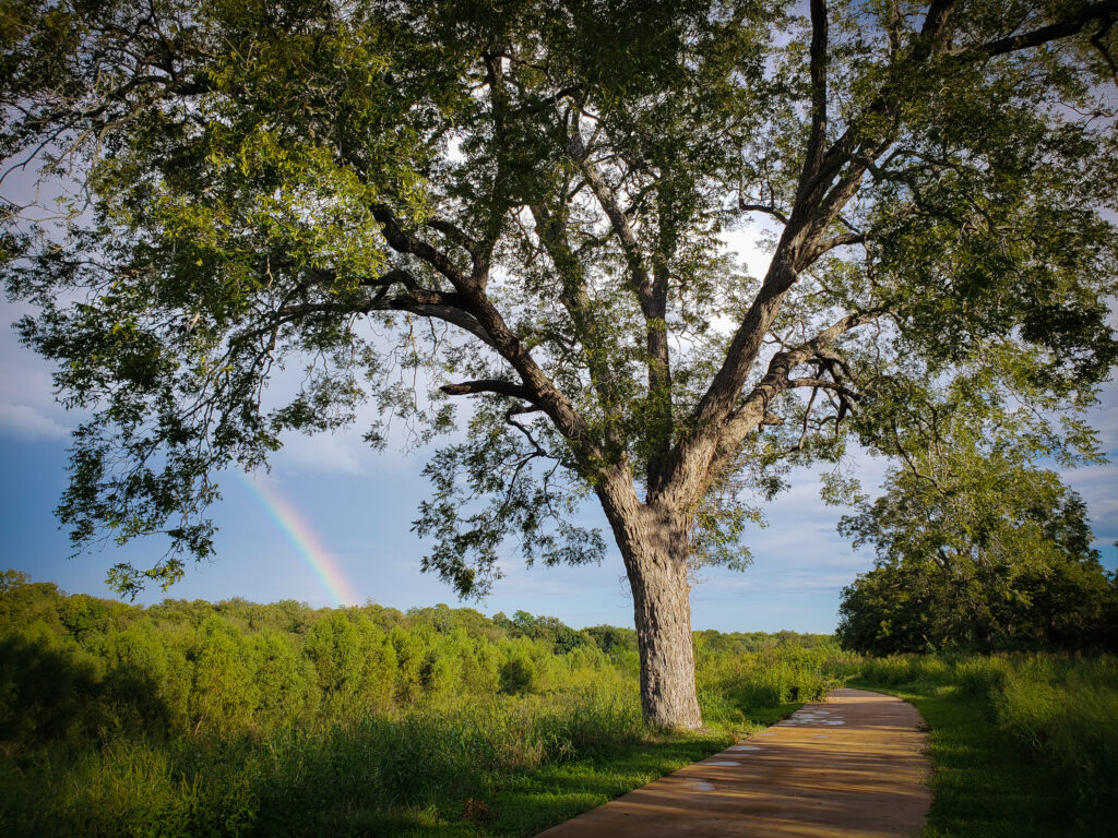 Large Canopy Tree