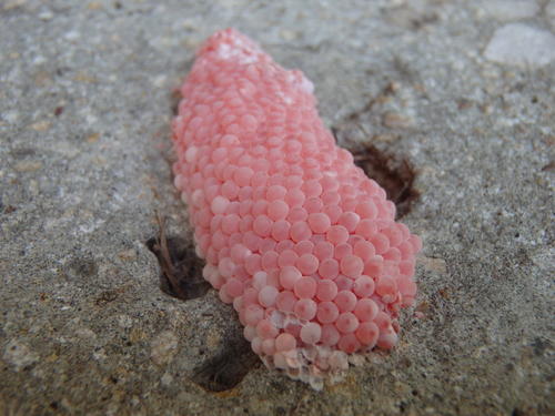 Apple Snail Eggs