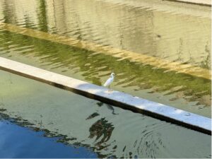 Egret on the creek.