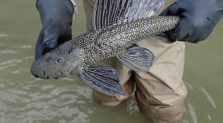 Plecostomus - Suckermouth Catfish