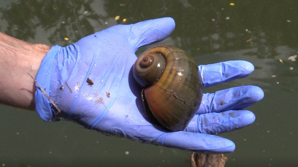 Apple Snail