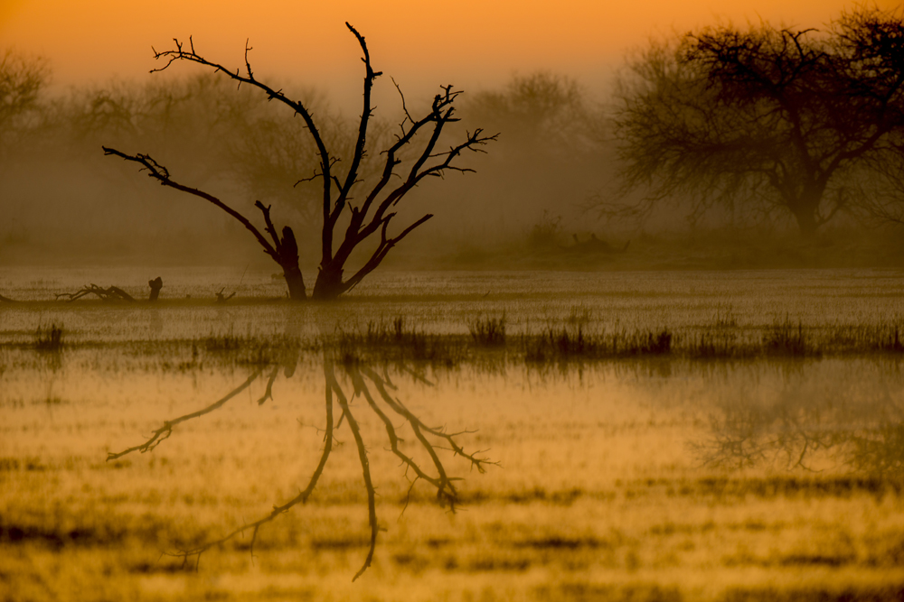 Estuary at dawn