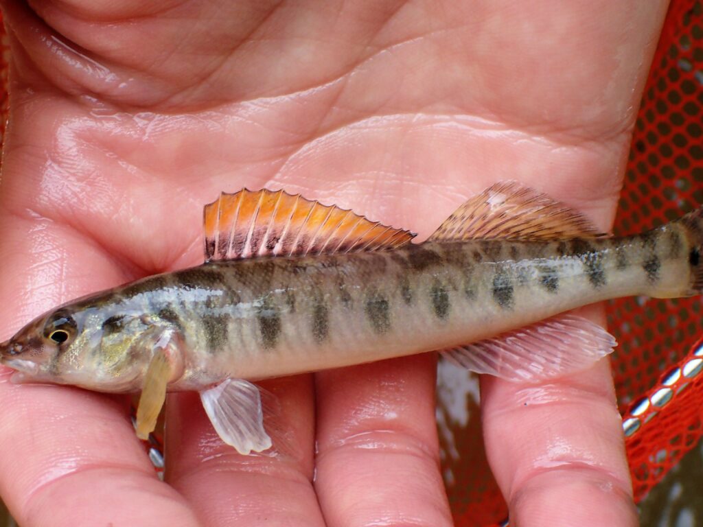 Common Logperch Fish