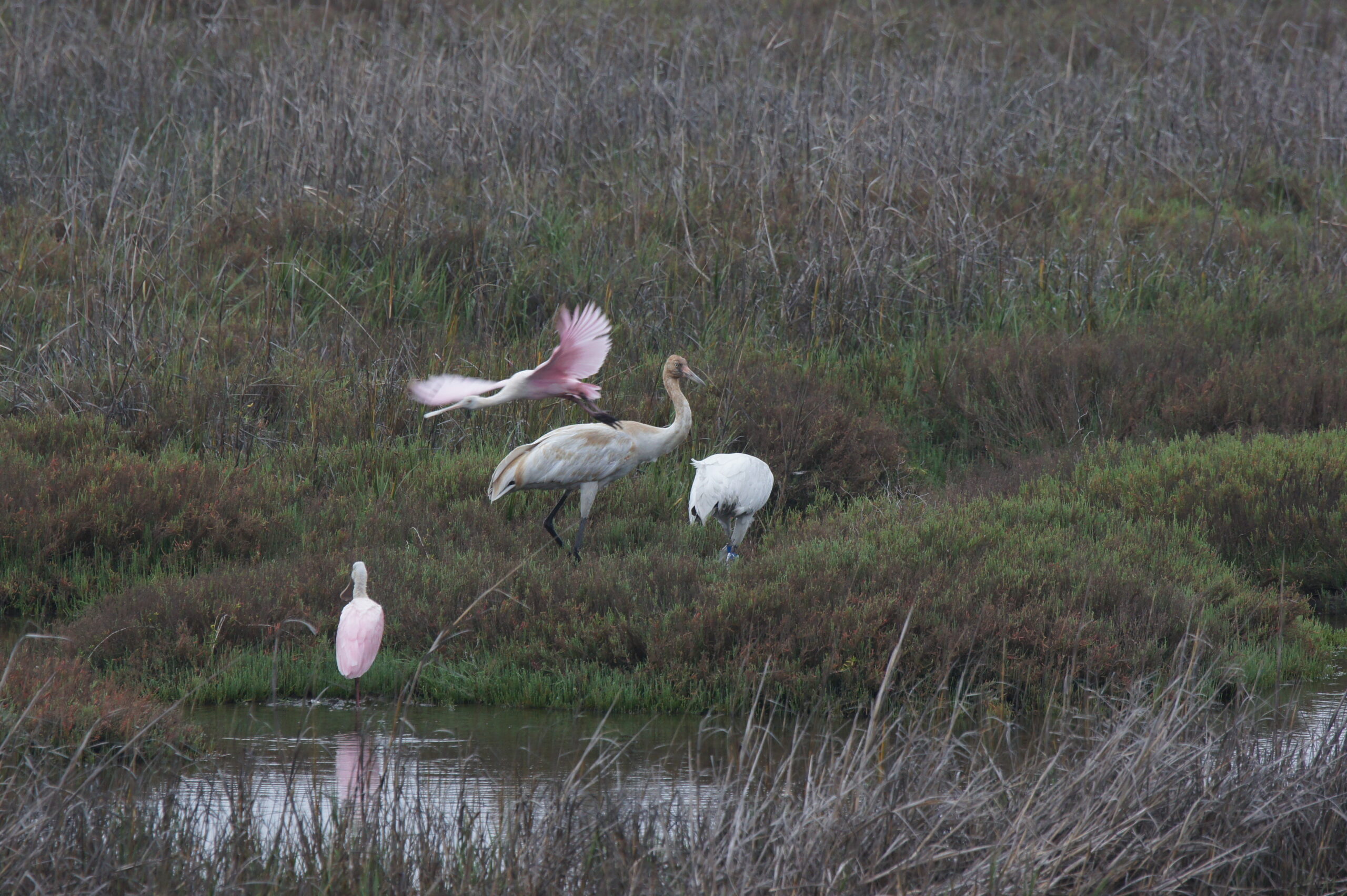 Whooping Crane adults with juveniles