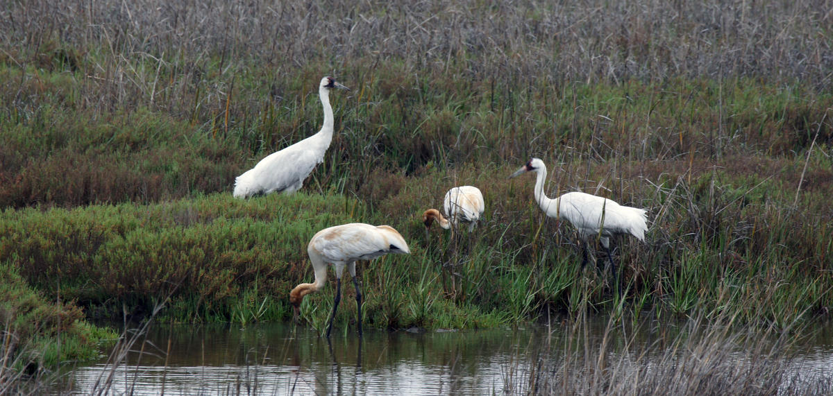 Whooping Cranes along river edge