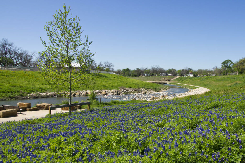 Bluebonnets along the river edge