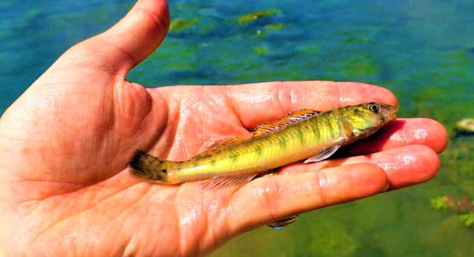 Common Logperch Fish