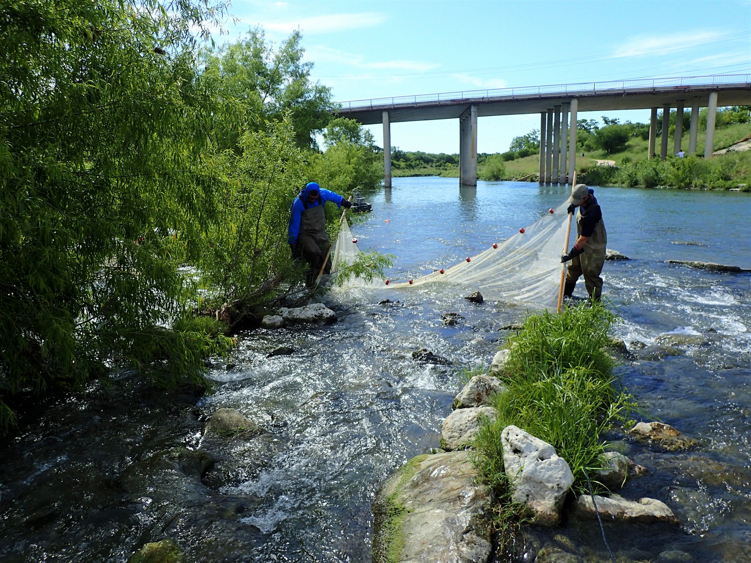 Ecologists using net