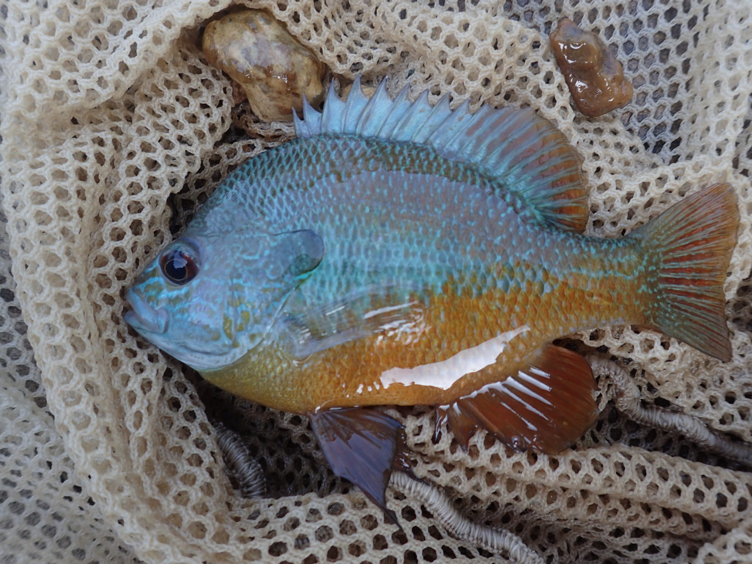 Longear Sunfish