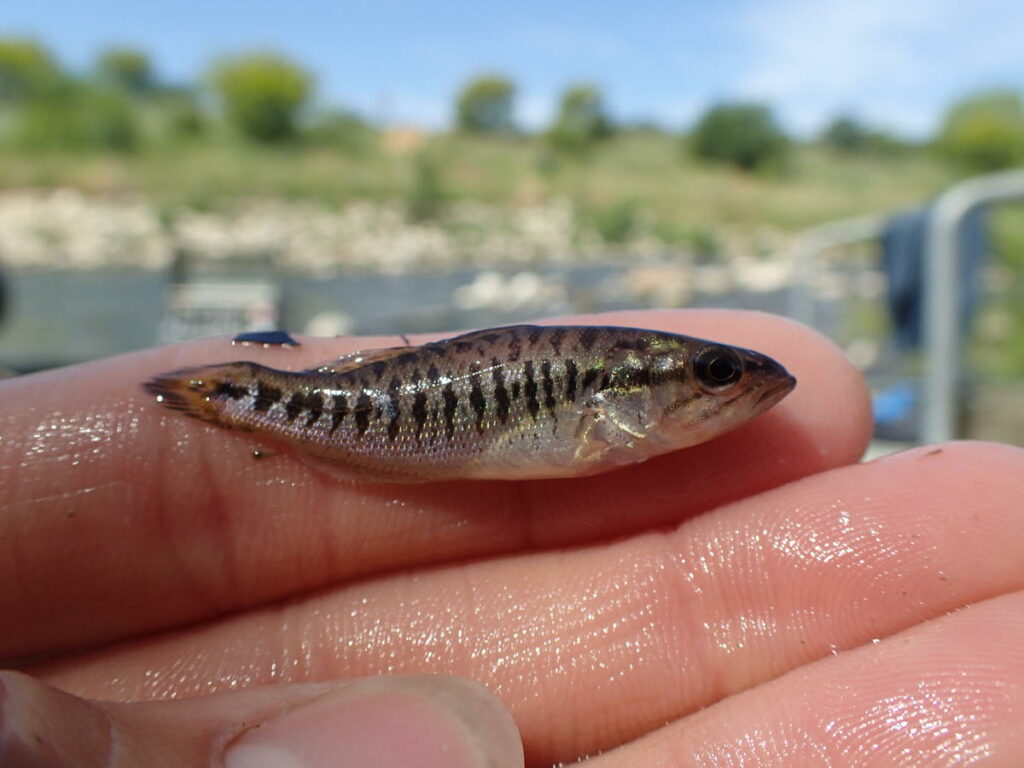 Guadalupe Bass Fry