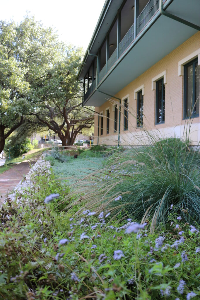 Gregg's Blue Mist growing alongside building