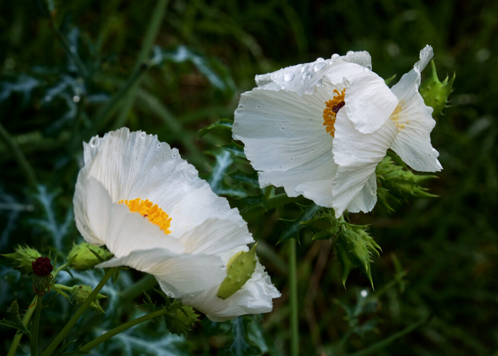 Wild poppy - white