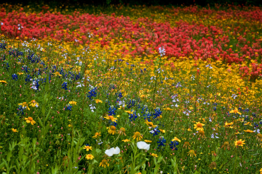 Field of Texas Wildflowers