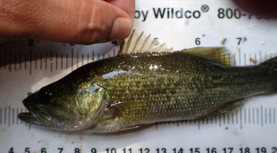 Bass being measured