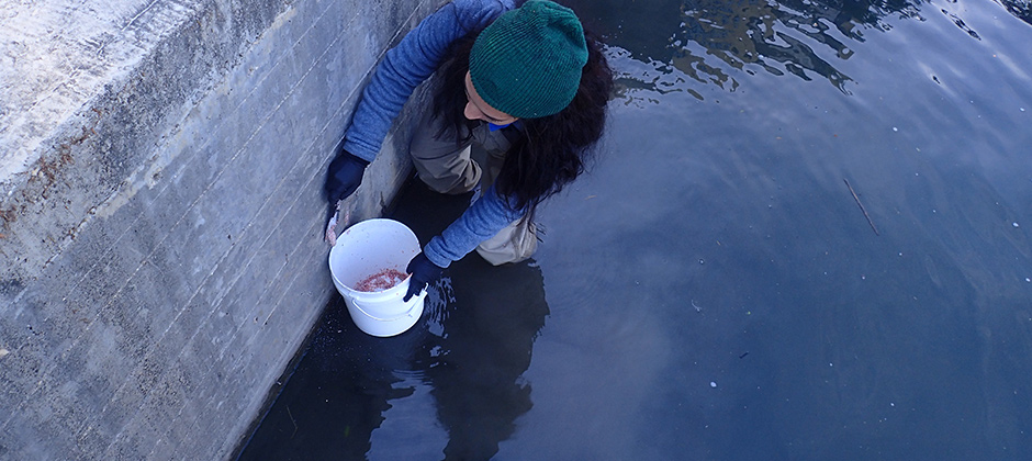 Volunteer removing Apple Snail eggs