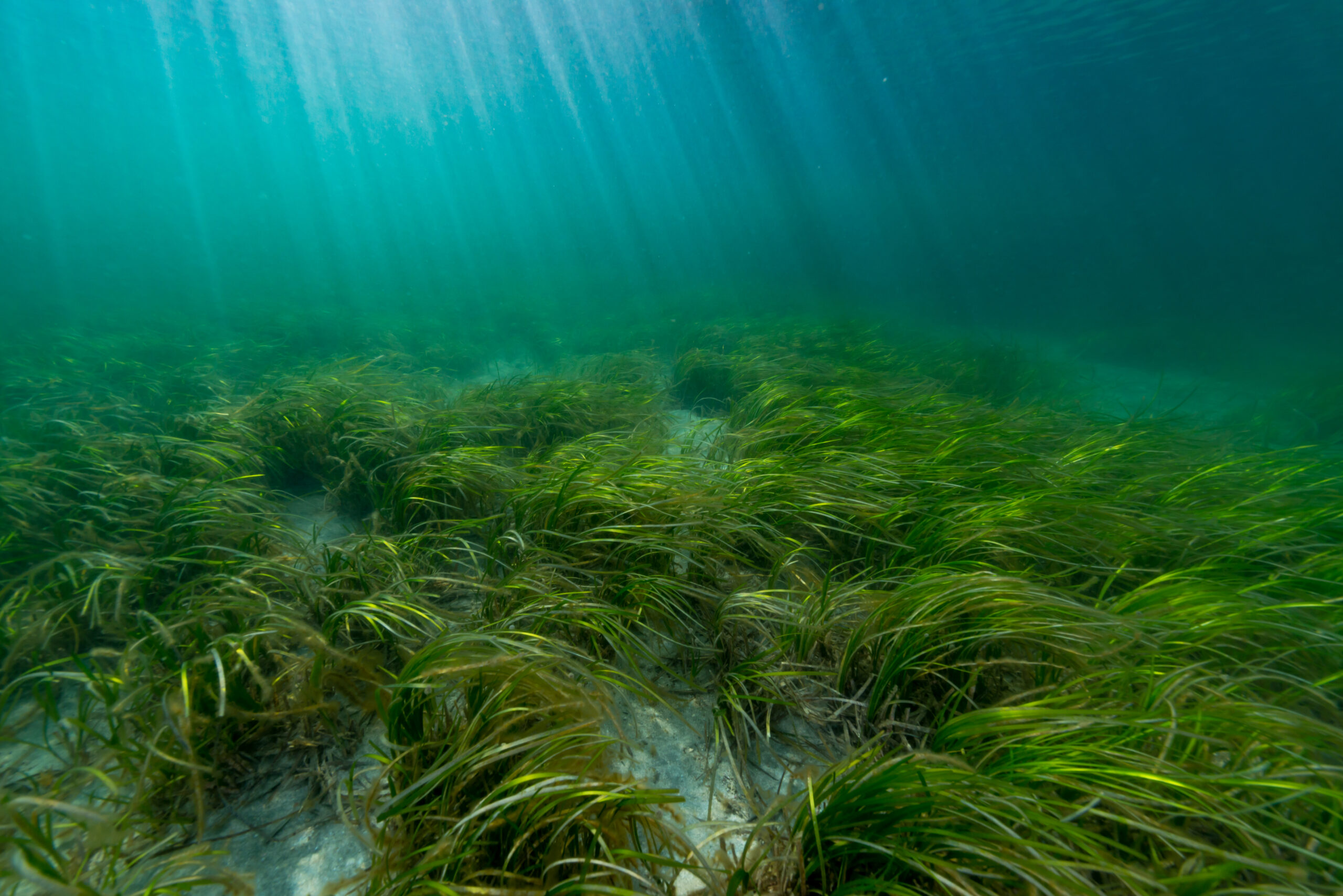 Underwater vegetation