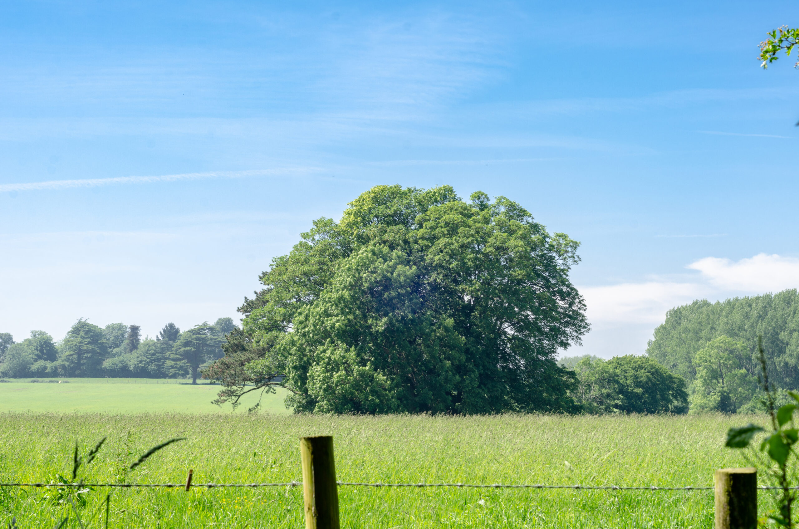 Large canopy tree