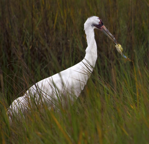 Whooping Crane with fish