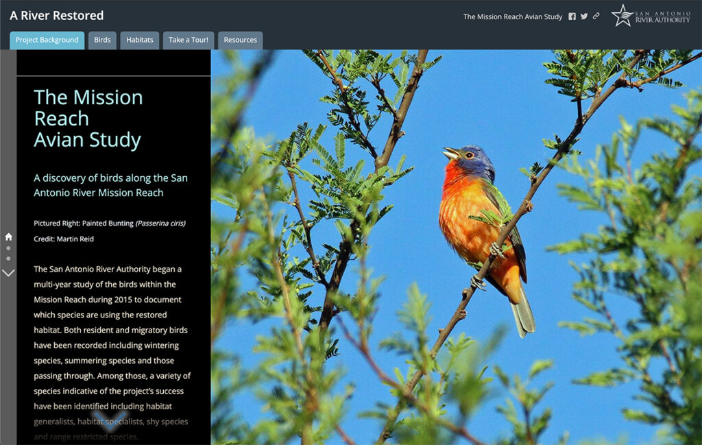 Painted Bunting - male