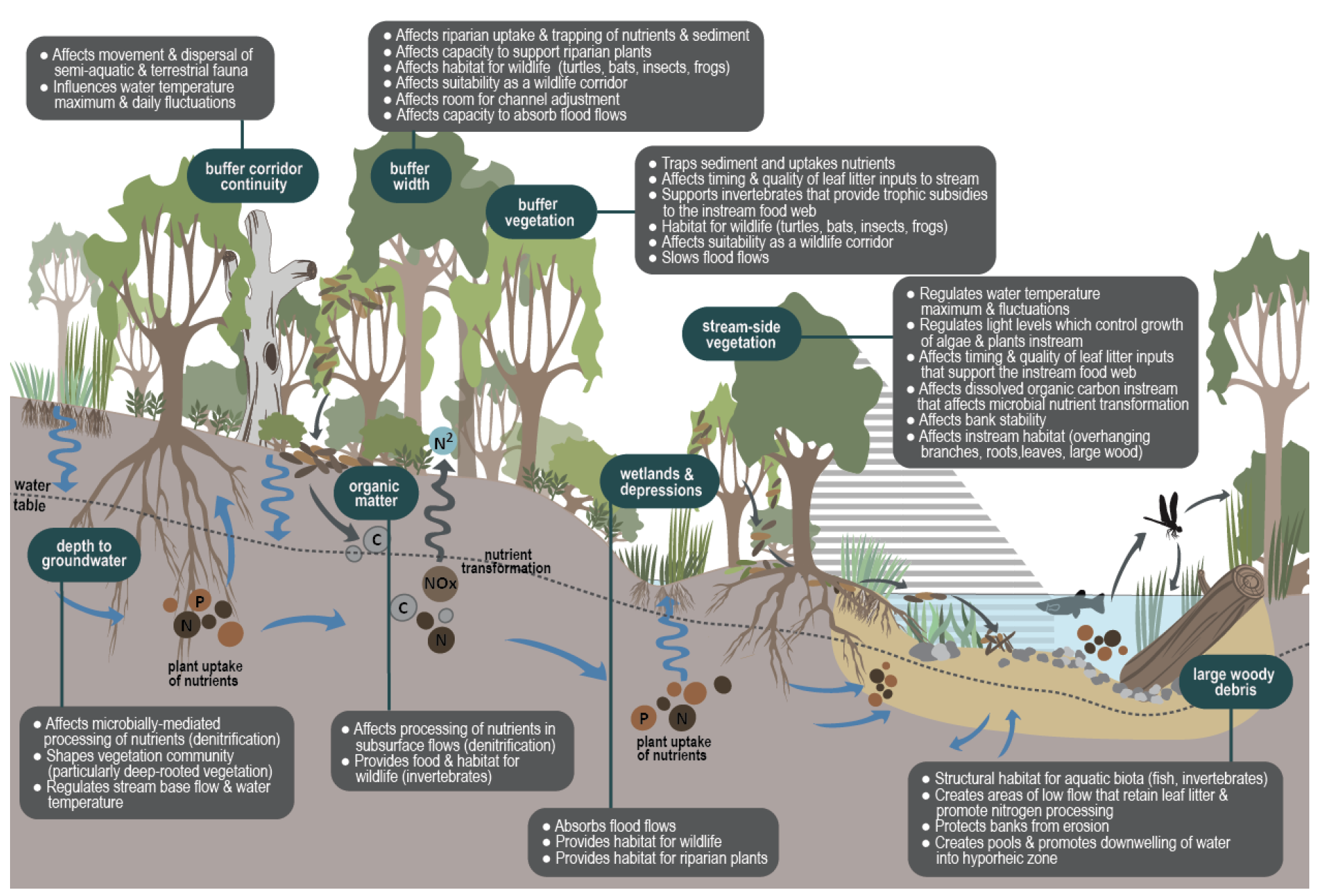 Riparian Ecological Processes