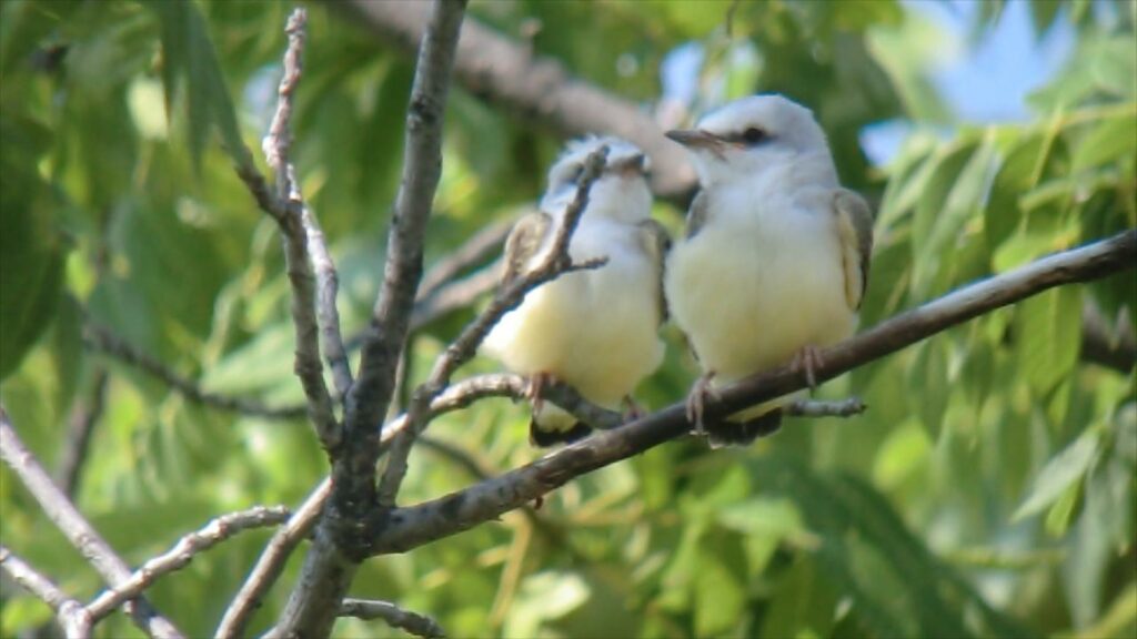 Scissortail Flycatcher Fledglings