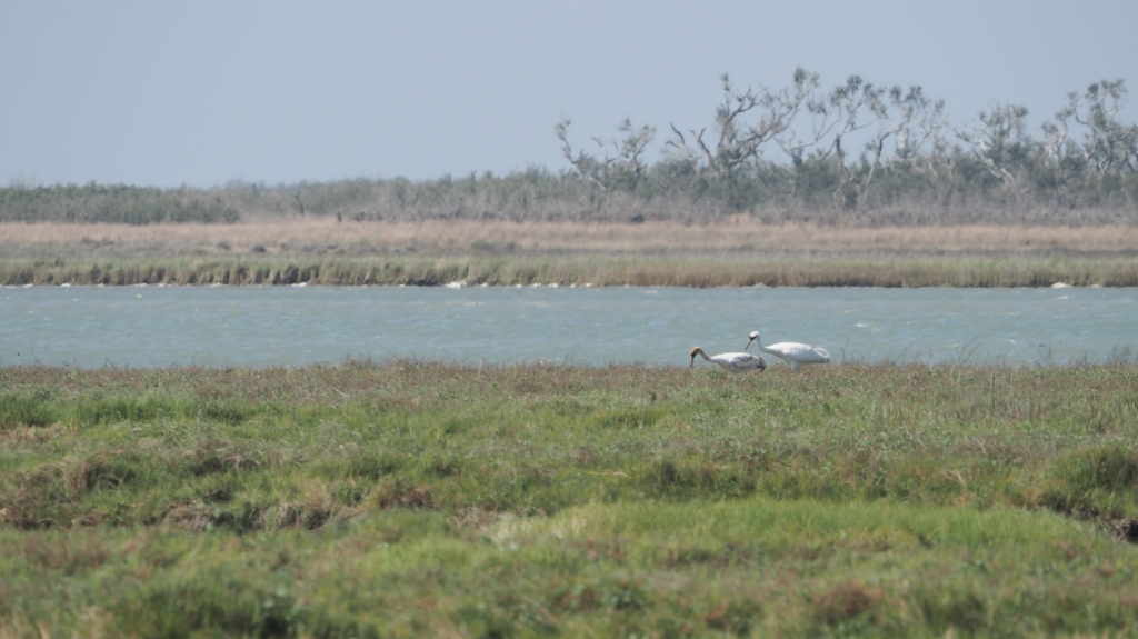 Whooping Cranes along the river edge