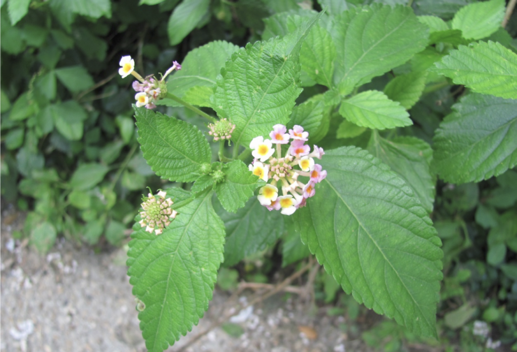 Lantana Native Plant