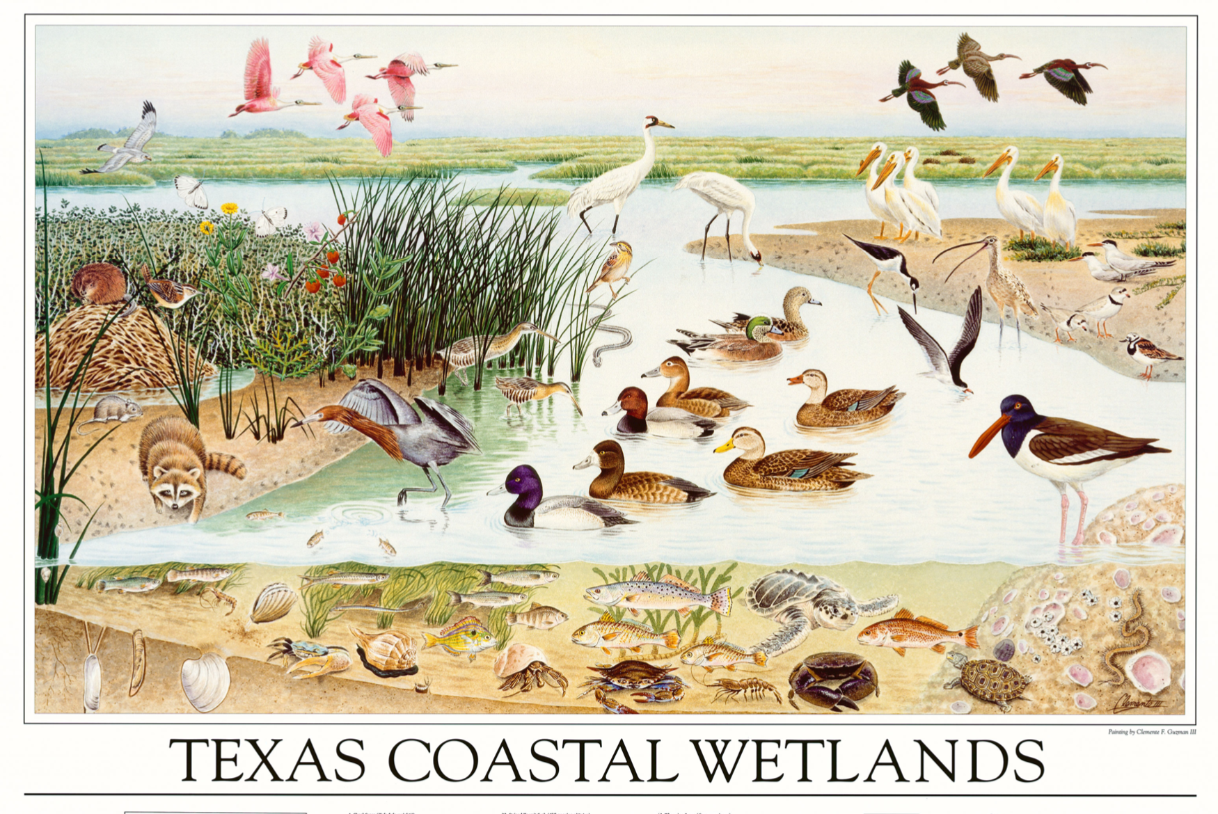 TPWD Coastal Wetlands Poster and Fact Sheets