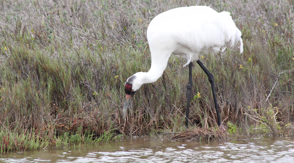 Adult Whooping Crane