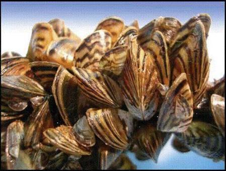 Zebra Mussels