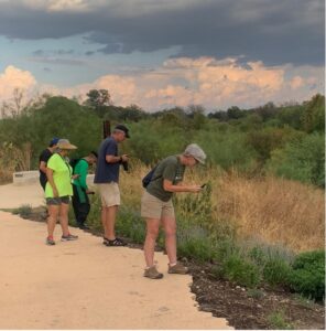 Volunteers search for bugs in the brush